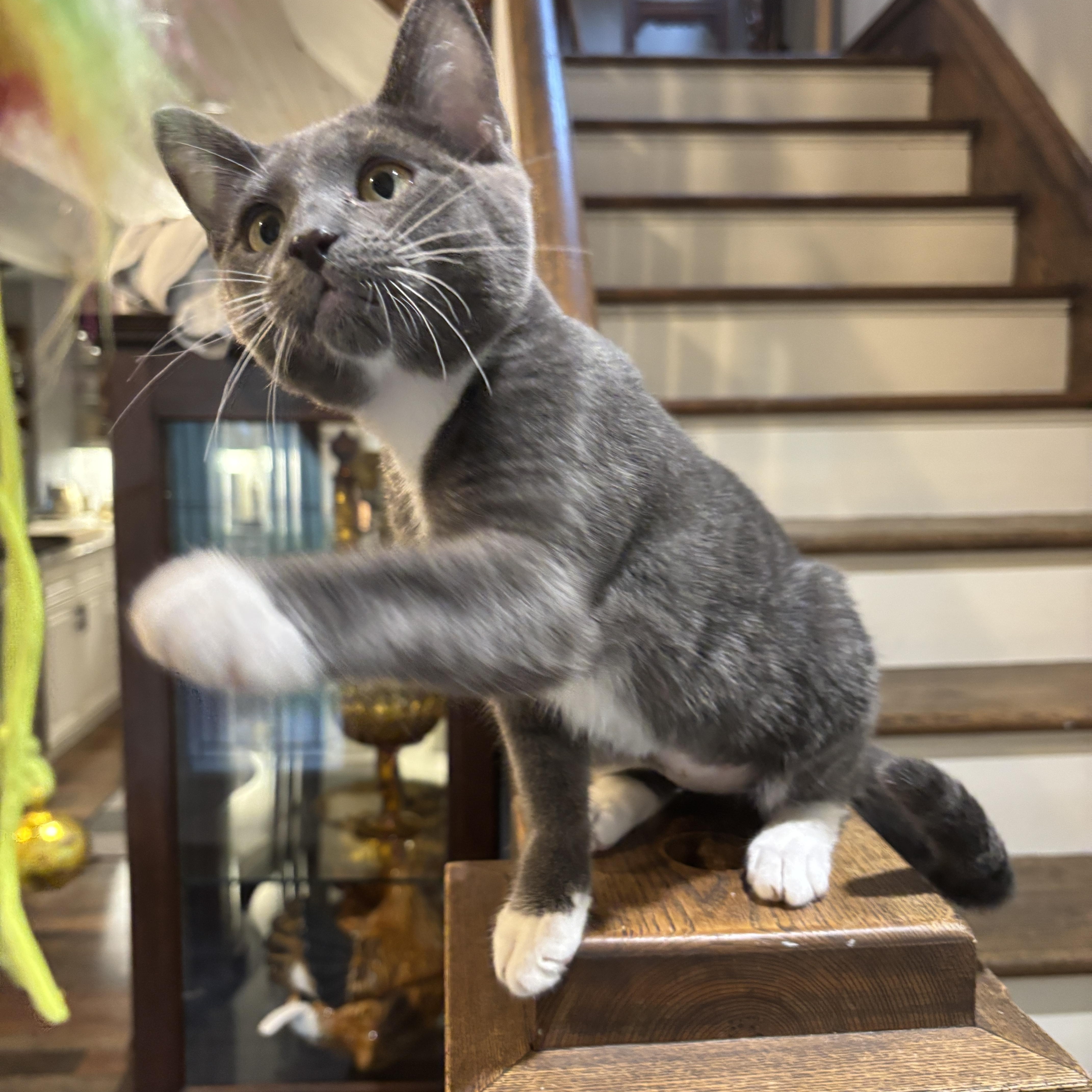 HOLLY, a ADOPTABLE Domestic Short Hair in Shakespeare, ON image 2/5