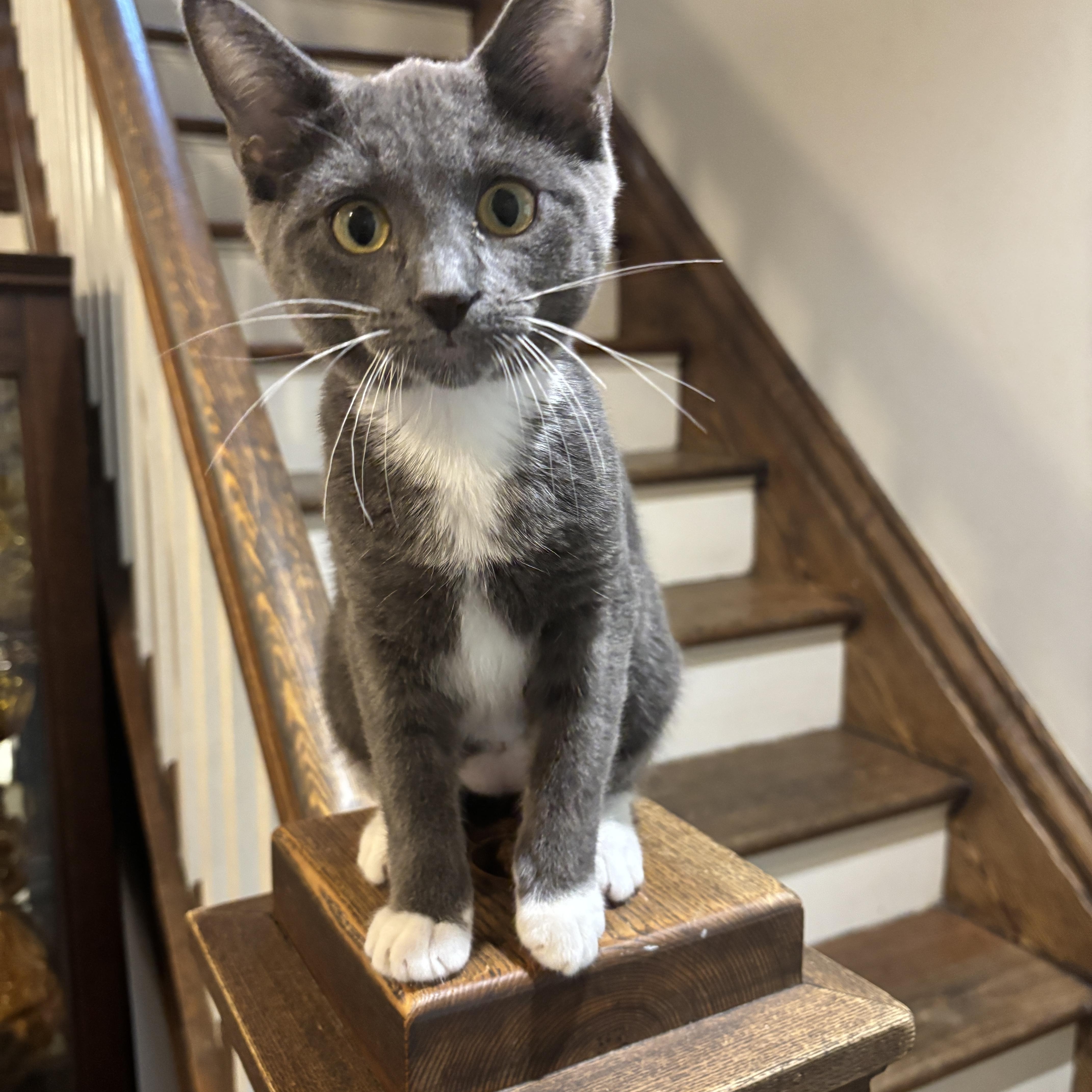 HOLLY, ADOPTABLE, Kitten Female Domestic Short Hair.