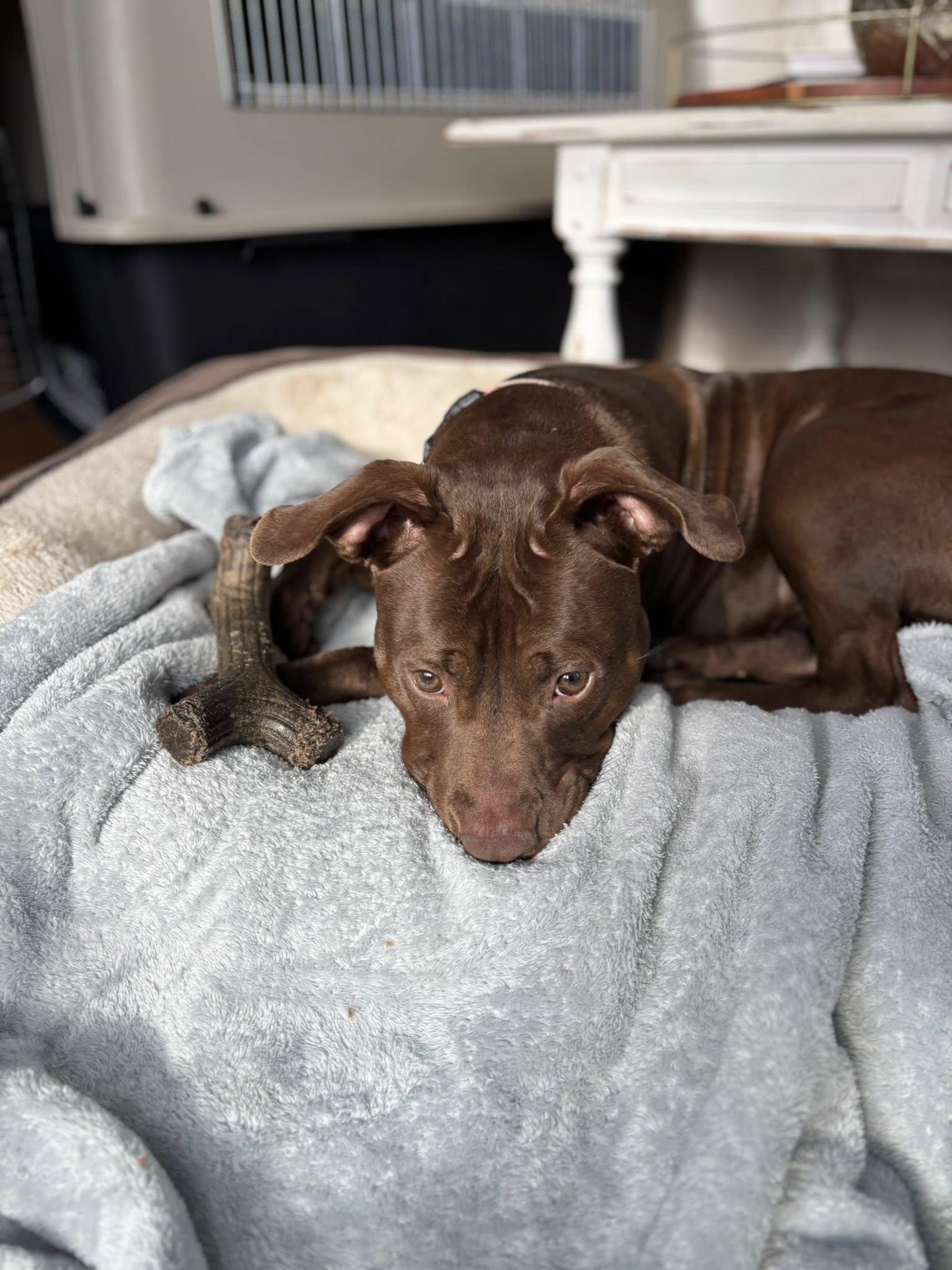 Razzle, Adoptable, Young Female Pit Bull Terrier.