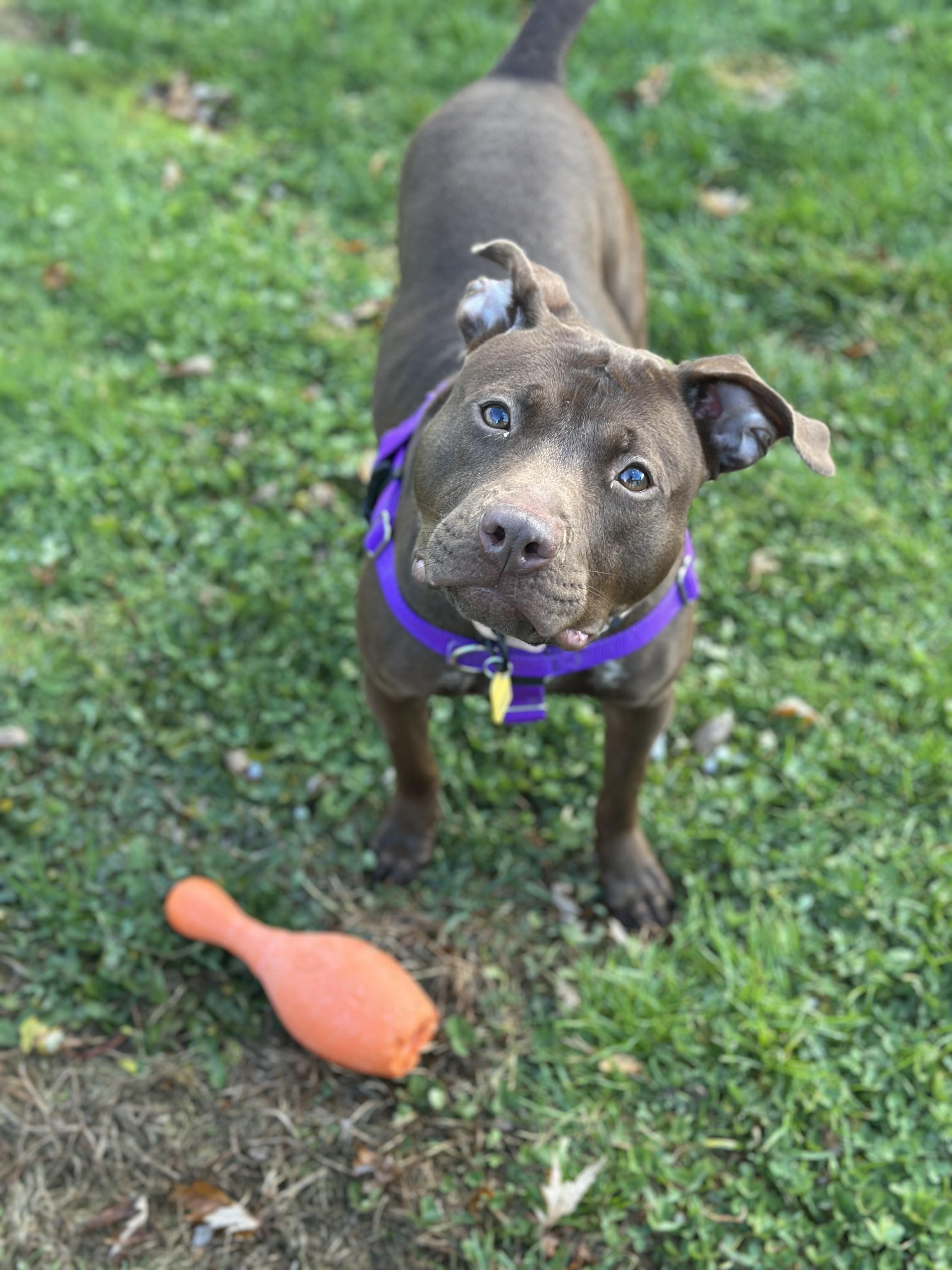 Razzle, a Adoptable mixed breed in Cleveland, OH image 2/6