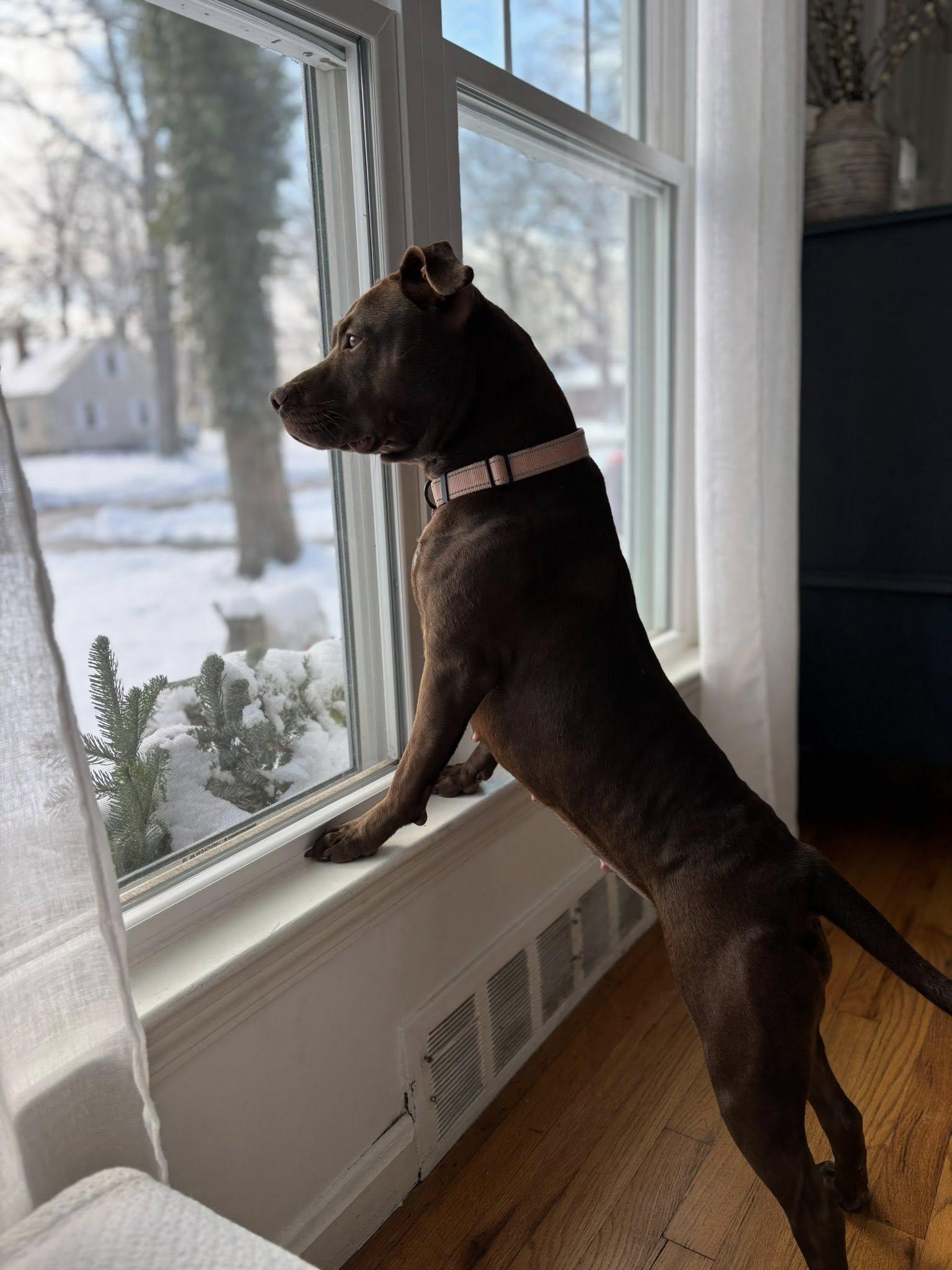 Razzle, a Adoptable mixed breed in Cleveland, OH image 3/6