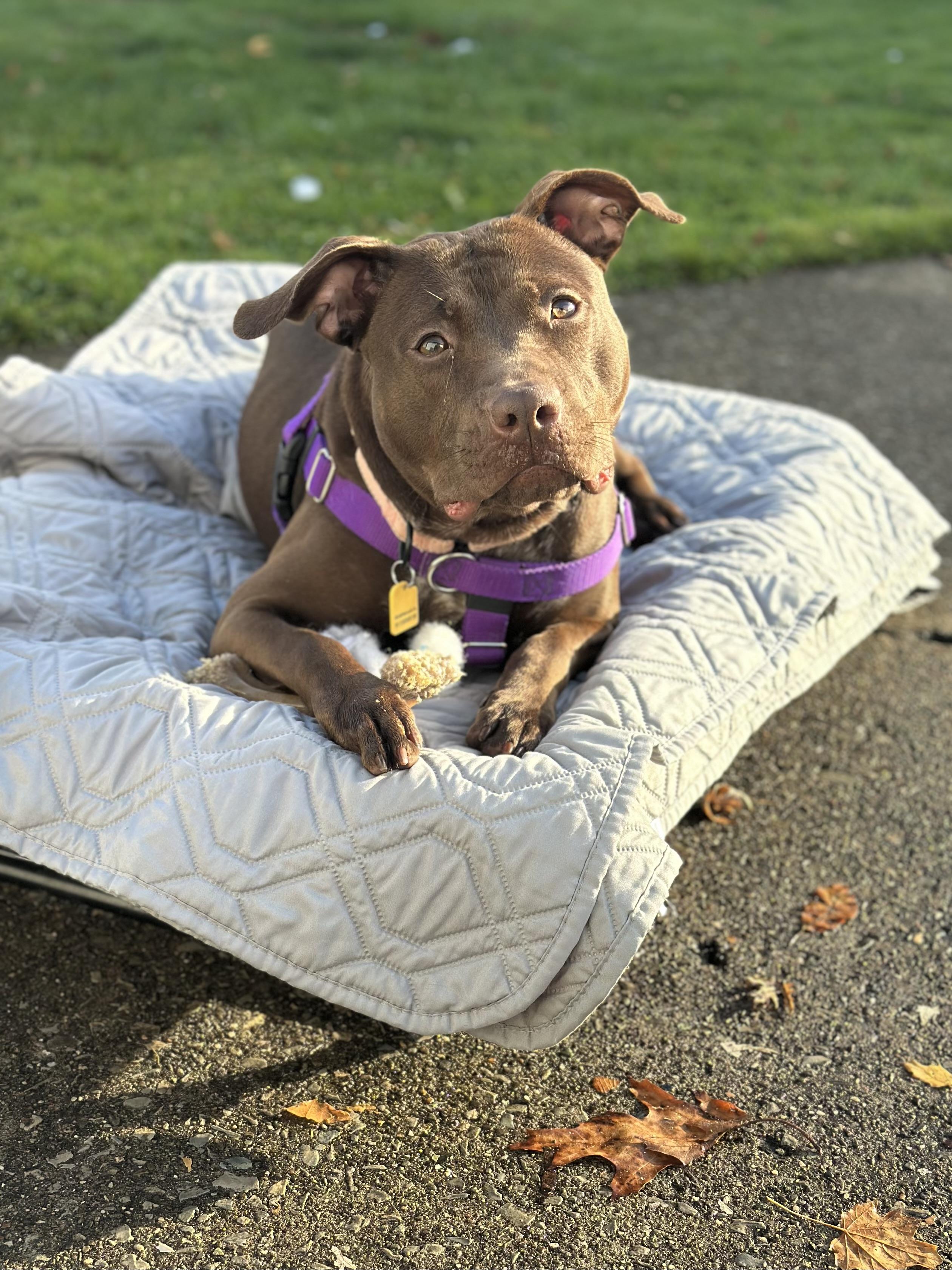 Razzle, a Adoptable mixed breed in Cleveland, OH image 4/6