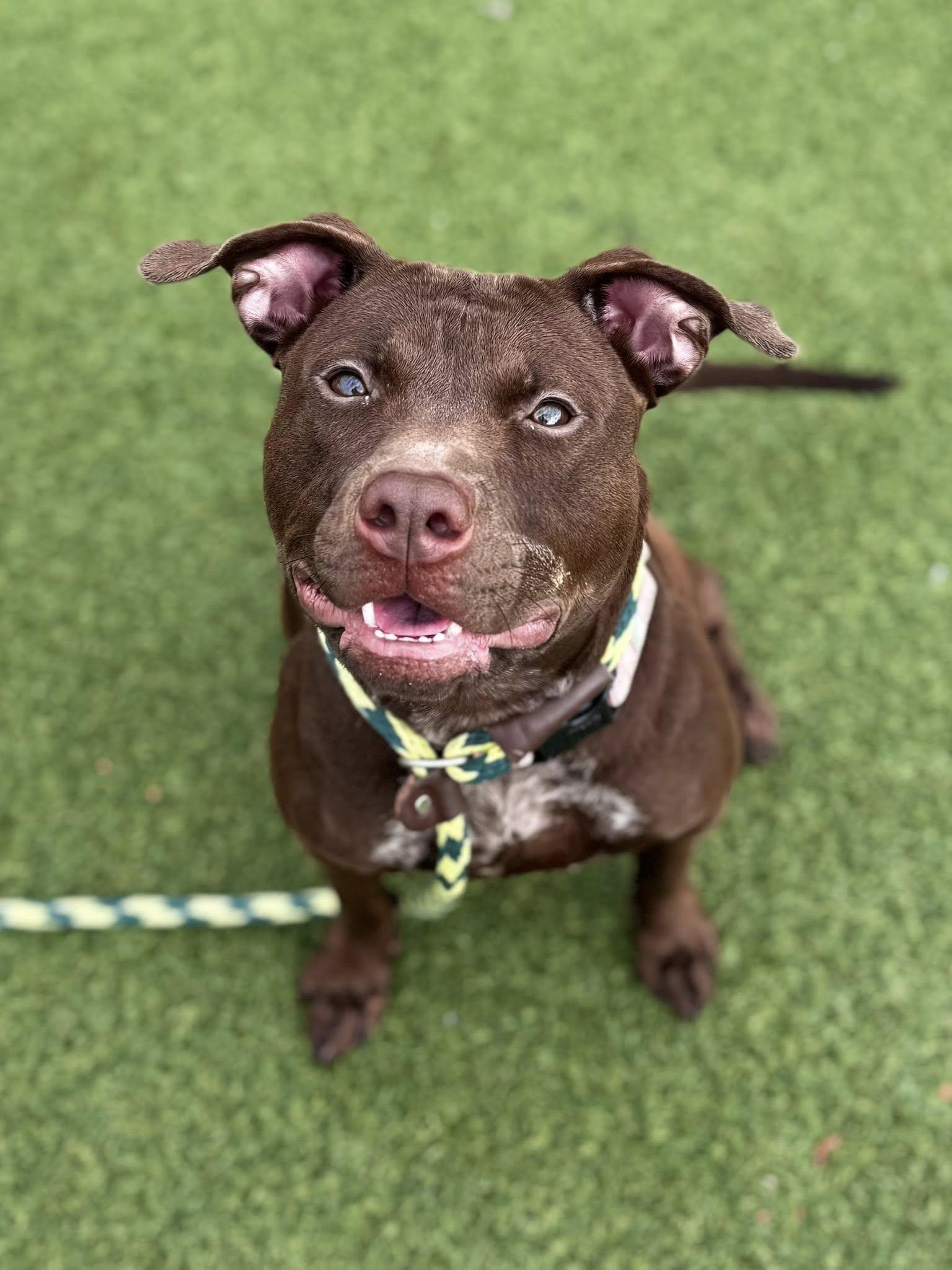 Razzle, Adoptable, Young Female Pit Bull Terrier.