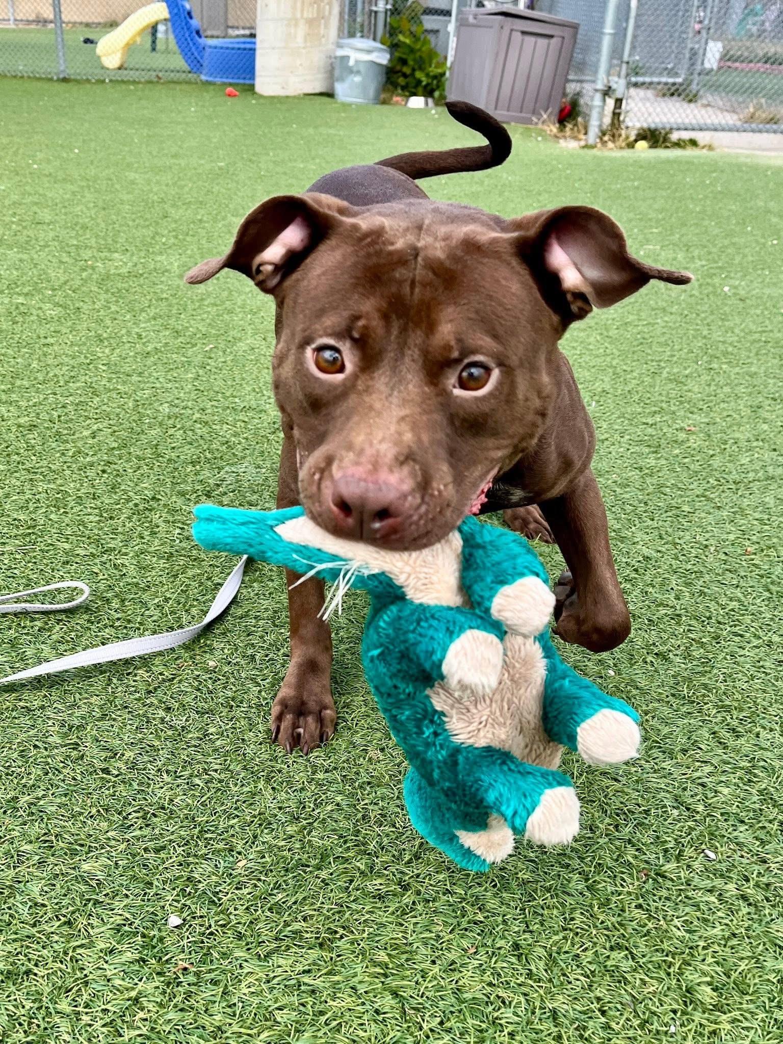 Razzle, a Adoptable mixed breed in Cleveland, OH image 6/6