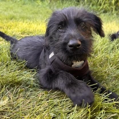 Bernard, adoptable, Puppy Male Newfoundland Dog & Mixed Breed.