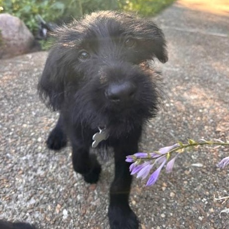 Bernard, an adoptable mixed breed in Palatine, IL image 4/4