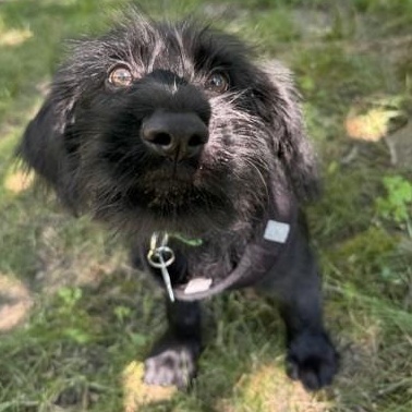 Bernard, an adoptable mixed breed in Palatine, IL image 3/4