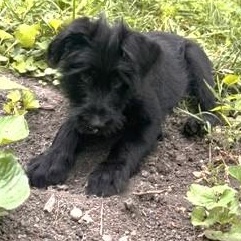 Bernard, an adoptable mixed breed in Palatine, IL image 2/4