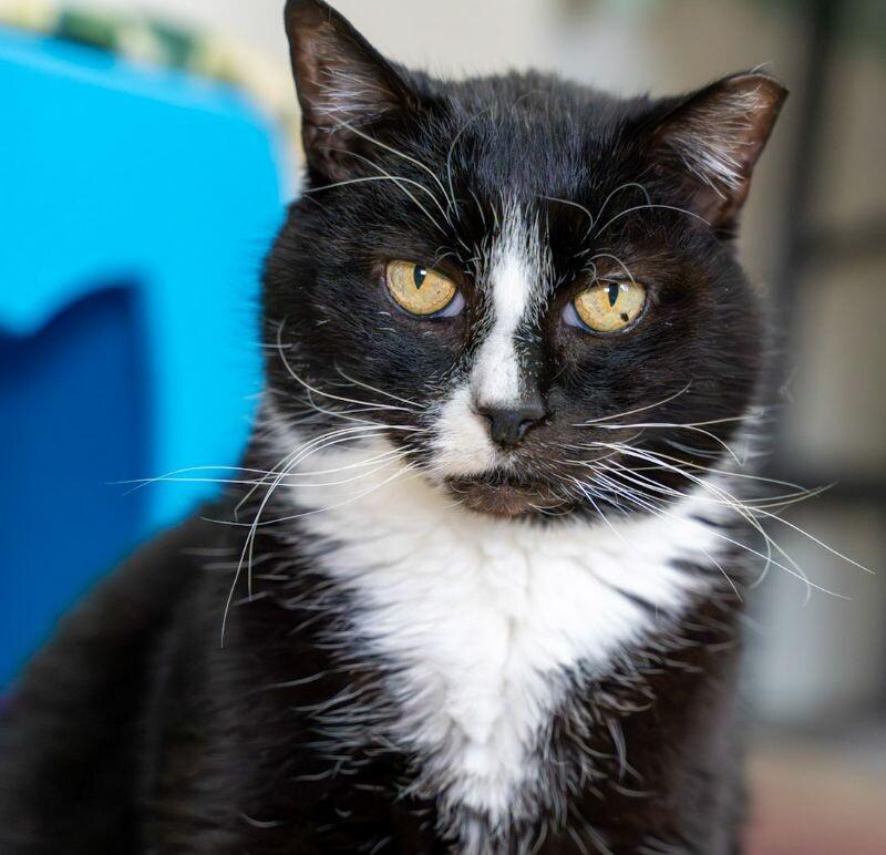Enlarge Charly, a Adoptable Domestic Short Hair in Arlington, WA image 1/3