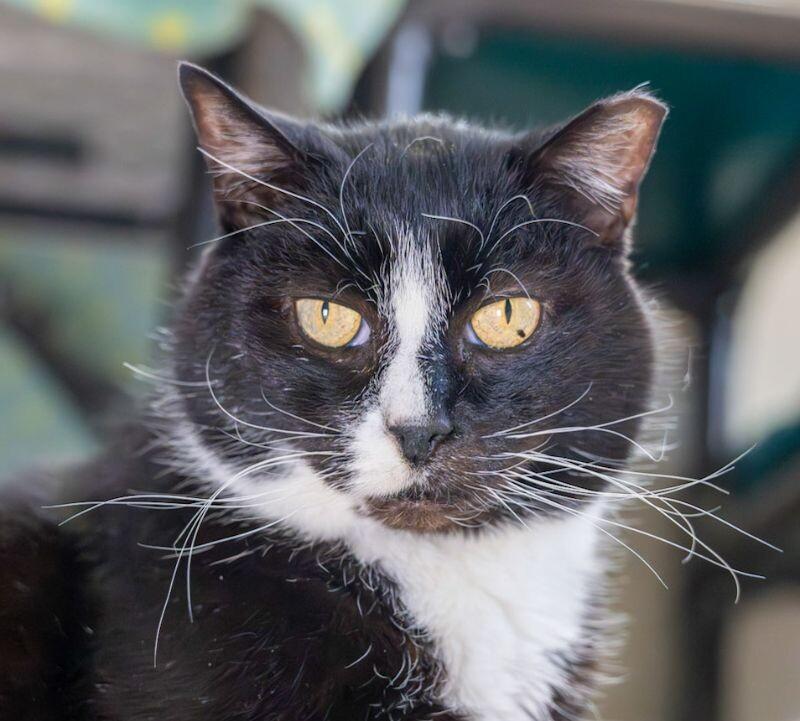 Enlarge Charly, a Adoptable Domestic Short Hair in Arlington, WA image 2/3