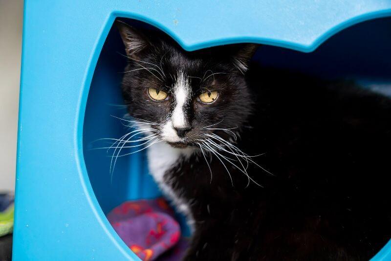 Enlarge Charly, a Adoptable Domestic Short Hair in Arlington, WA image 3/3