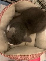 Pepper, Adopted, Adult Female Domestic Short Hair.