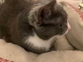 Enlarge Pepper, a Adopted Domestic Short Hair in Fredericksburg, VA image 2/10