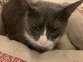 Enlarge Pepper, a Adopted Domestic Short Hair in Fredericksburg, VA image 3/10