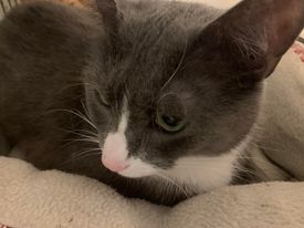 Enlarge Pepper, a Adopted Domestic Short Hair in Fredericksburg, VA image 4/10