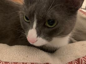 Enlarge Pepper, a Adopted Domestic Short Hair in Fredericksburg, VA image 5/10