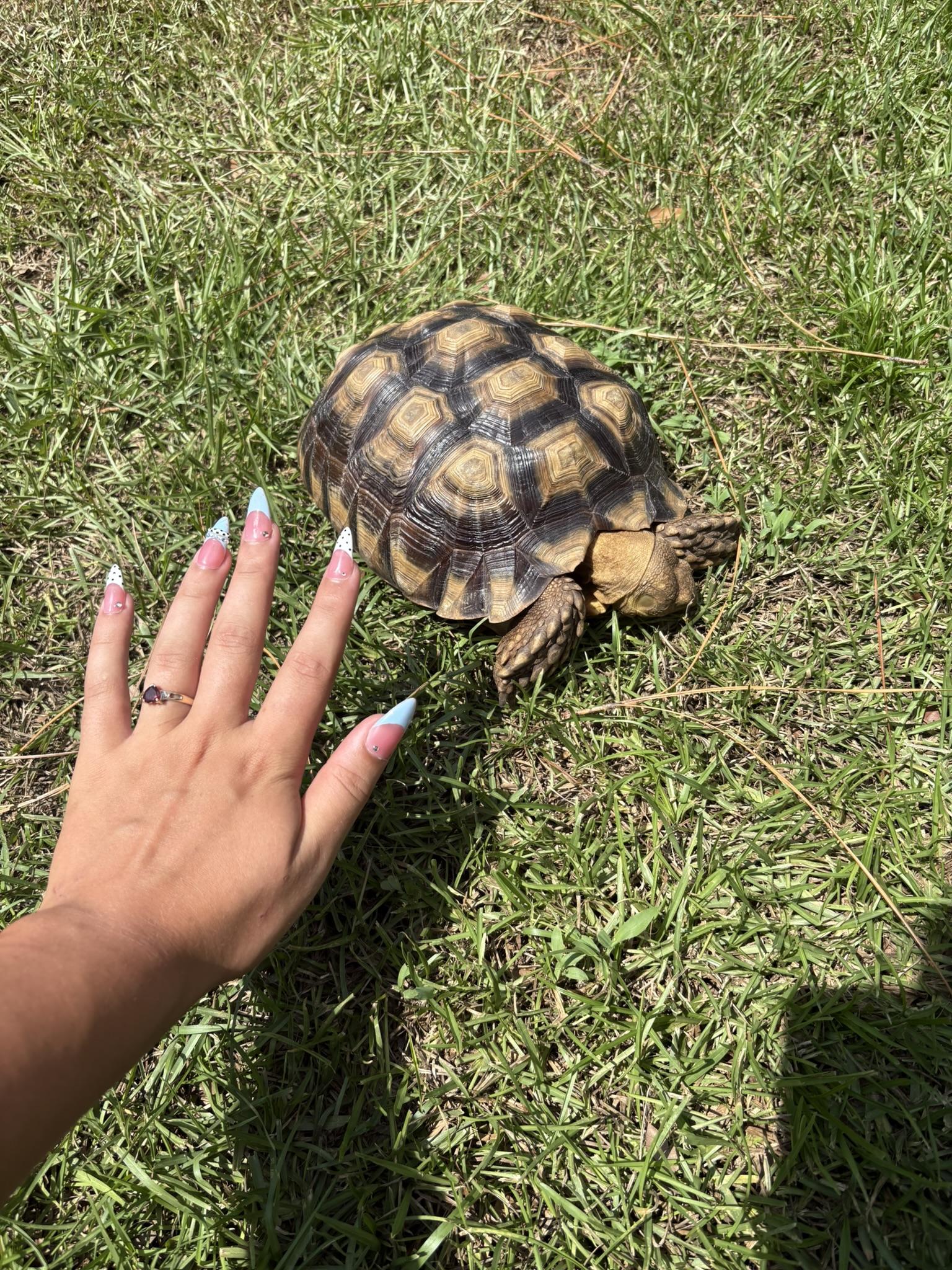Enlarge Shelly, a Adopted Bearded Dragon in Navarre, FL image 2/2