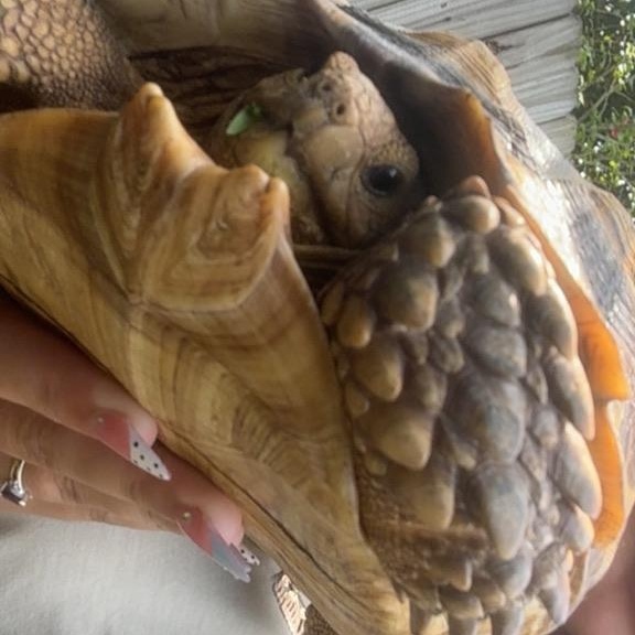 Enlarge Shelly, a Adopted Bearded Dragon in Navarre, FL image 1/2