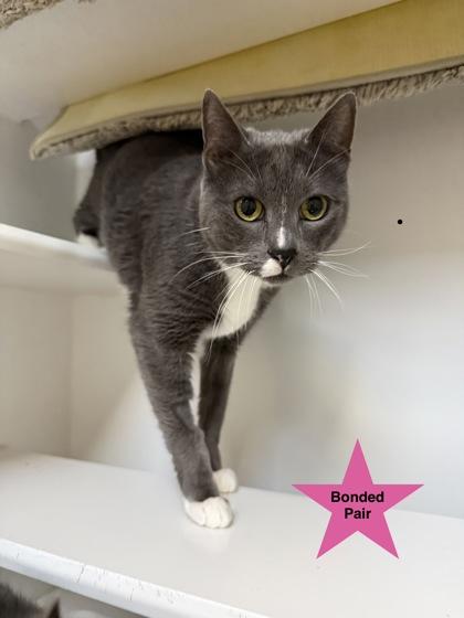 Minnow, a ADOPTABLE Domestic Short Hair in Traverse City, MI image 1/3