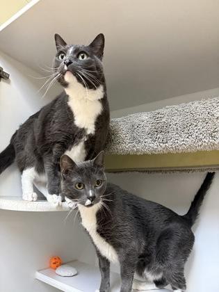 Minnow, a ADOPTABLE Domestic Short Hair in Traverse City, MI image 2/3