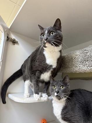 Minnow, a ADOPTABLE Domestic Short Hair in Traverse City, MI image 3/3