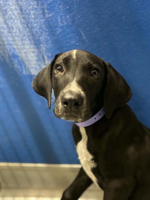 Enlarge MINNIE, a Adoptable mixed breed in Visalia, CA image 1/1