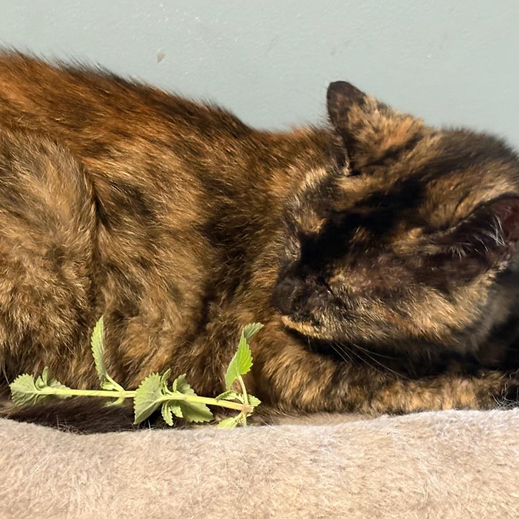 Paris, a Adoptable Domestic Short Hair in ATOKA, TN image 1/6
