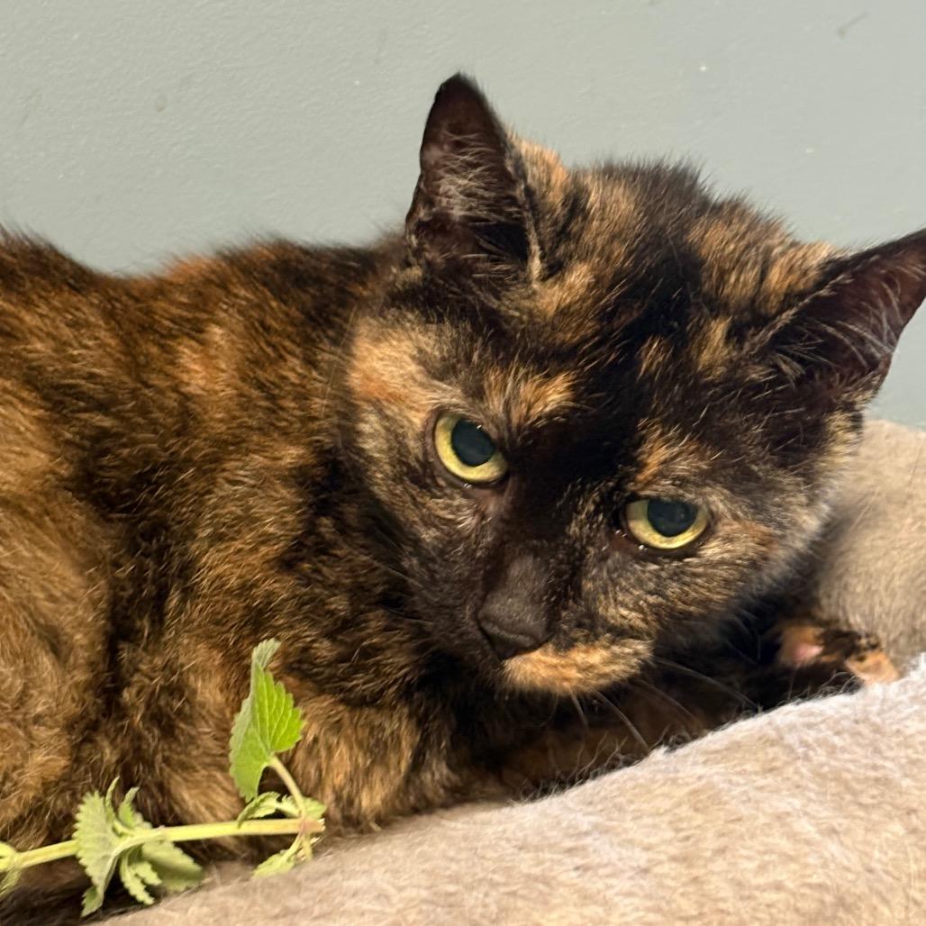 Paris, a Adoptable Domestic Short Hair in ATOKA, TN image 2/6