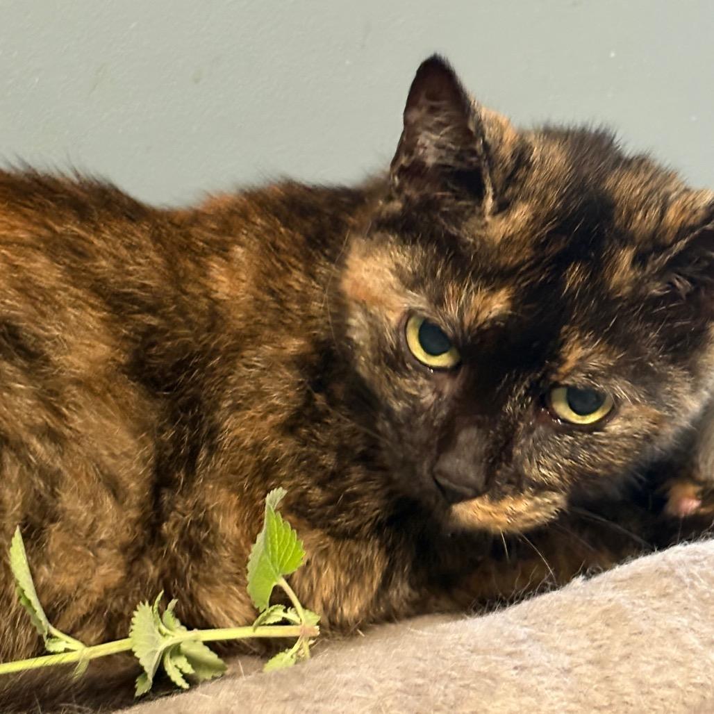 Paris, a Adoptable Domestic Short Hair in ATOKA, TN image 3/6