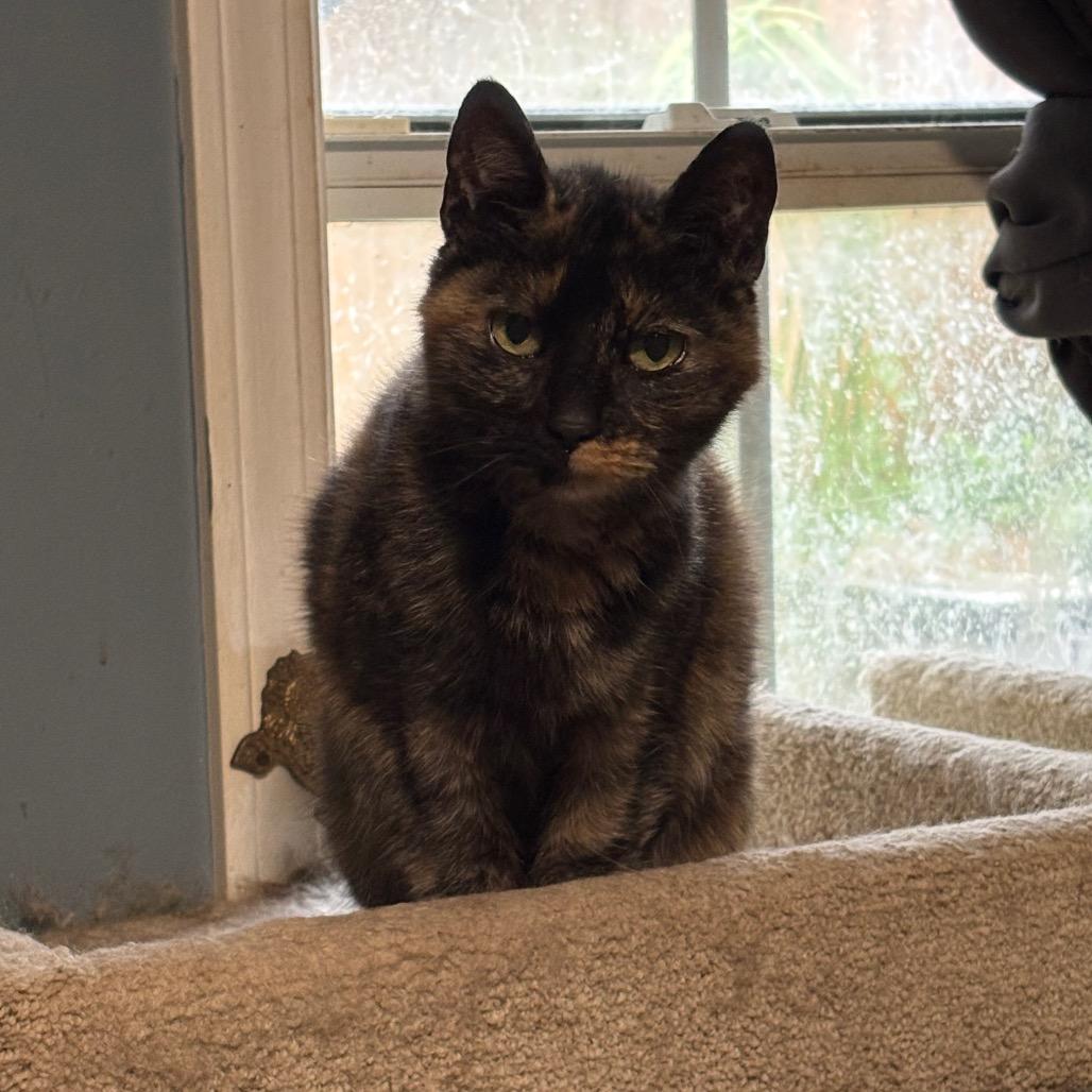 Paris, a Adoptable Domestic Short Hair in ATOKA, TN image 4/6