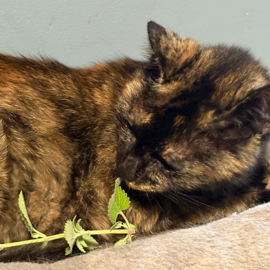 Paris, a Adoptable Domestic Short Hair in ATOKA, TN image 5/6
