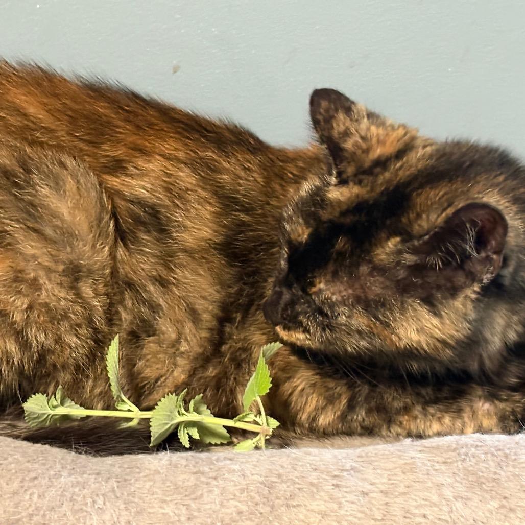 Paris, a Adoptable Domestic Short Hair in ATOKA, TN image 6/6