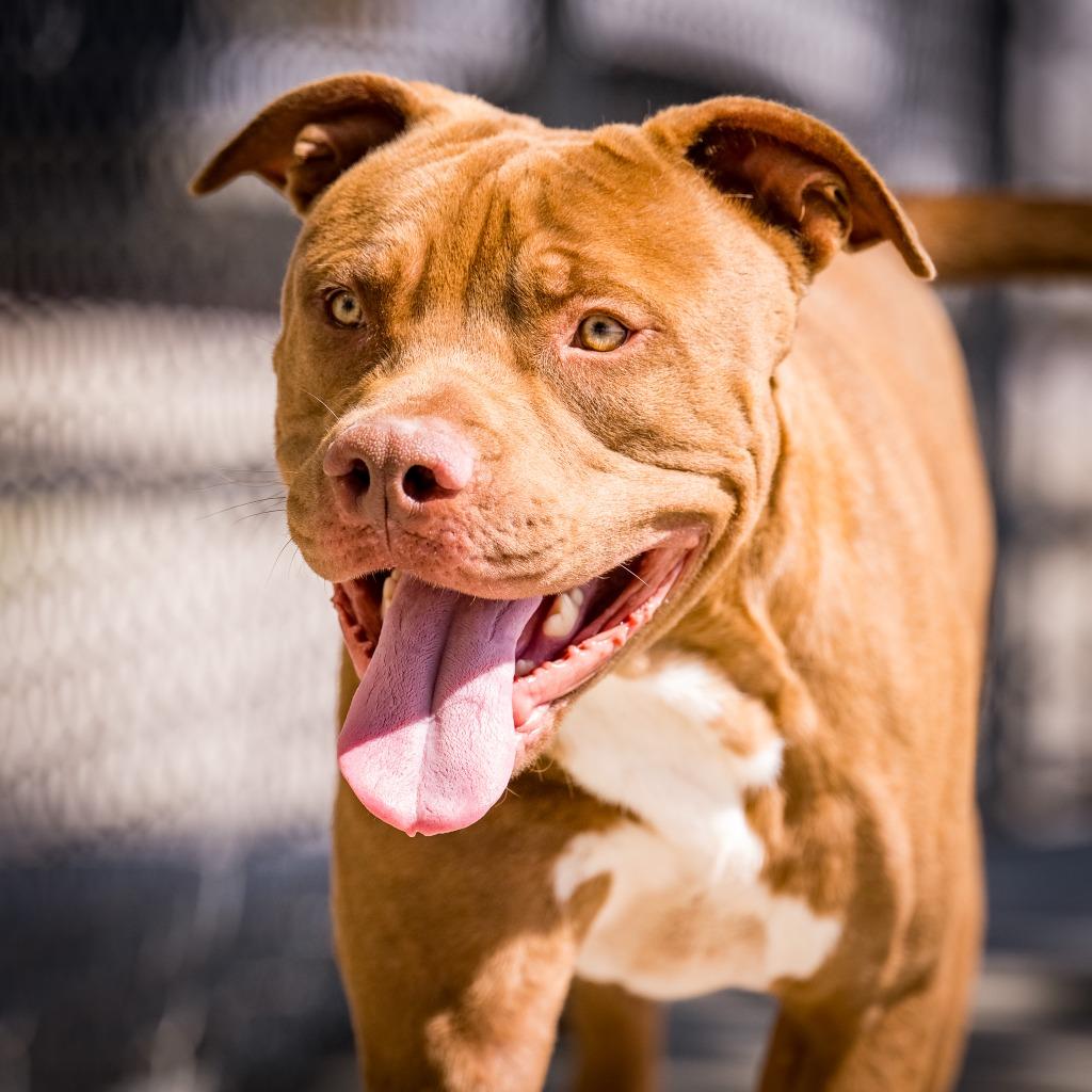 Jaxon, a Adoptable Pit Bull Terrier in Twentynine Palms, CA image 1/6