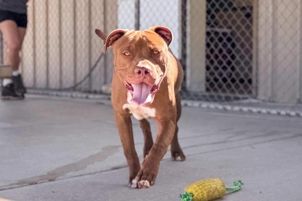 Jaxon, a Adoptable Pit Bull Terrier in Twentynine Palms, CA image 2/6