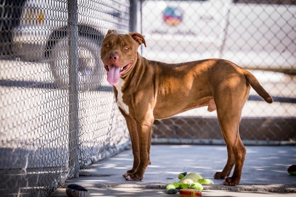 Jaxon, a Adoptable Pit Bull Terrier in Twentynine Palms, CA image 3/6