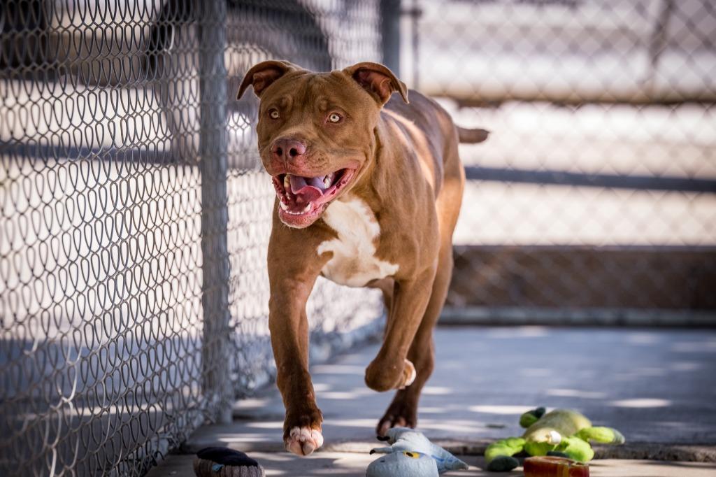 Jaxon, a Adoptable Pit Bull Terrier in Twentynine Palms, CA image 4/6