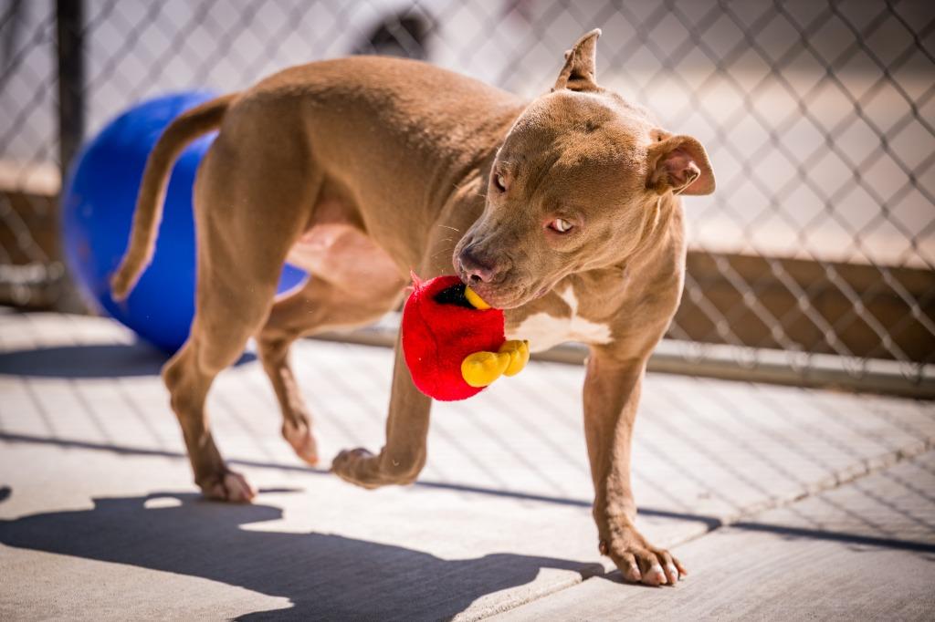 Jaxon, a Adoptable Pit Bull Terrier in Twentynine Palms, CA image 5/6