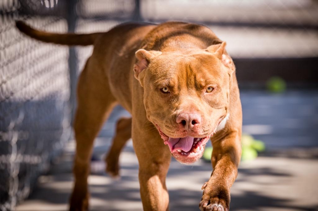 Jaxon, a Adoptable Pit Bull Terrier in Twentynine Palms, CA image 6/6