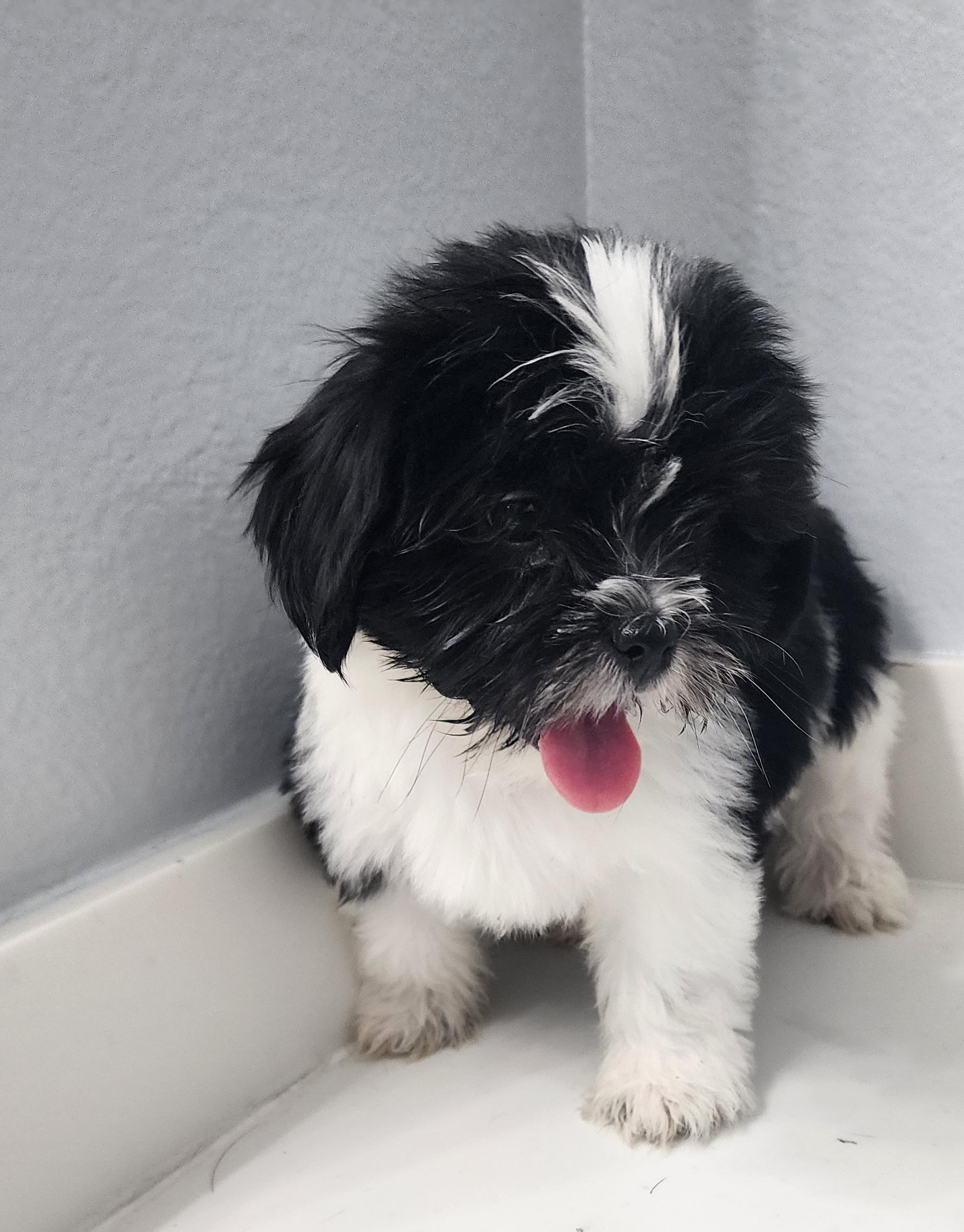 Mitzi