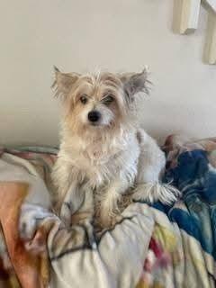 Nigel, Adopted, Adult Male Terrier.