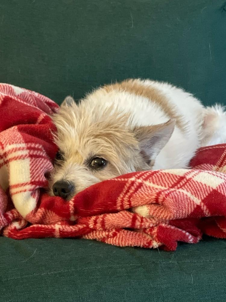 Nigel, Adoptable, Adult Male Terrier.