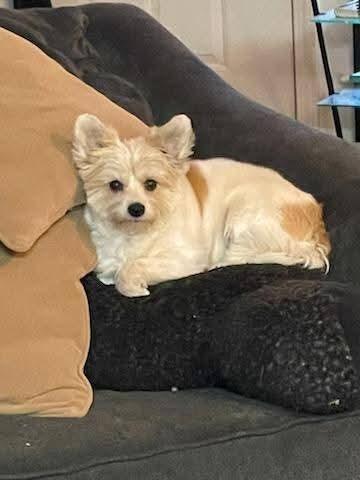 Enlarge Nigel, a Adopted mixed breed in Santa Rosa, CA image 2/6