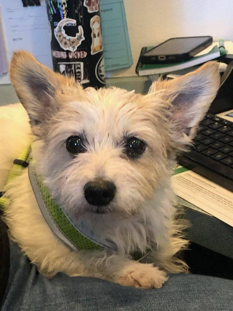 Enlarge Nigel, a Adoptable mixed breed in Santa Rosa, CA image 2/4