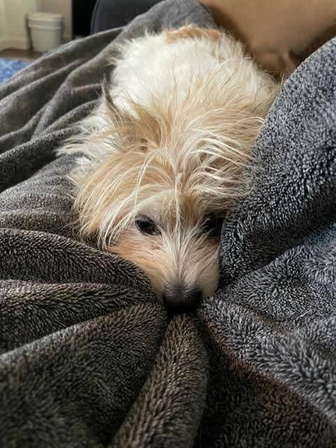 Enlarge Nigel, a Adopted mixed breed in Santa Rosa, CA image 4/6