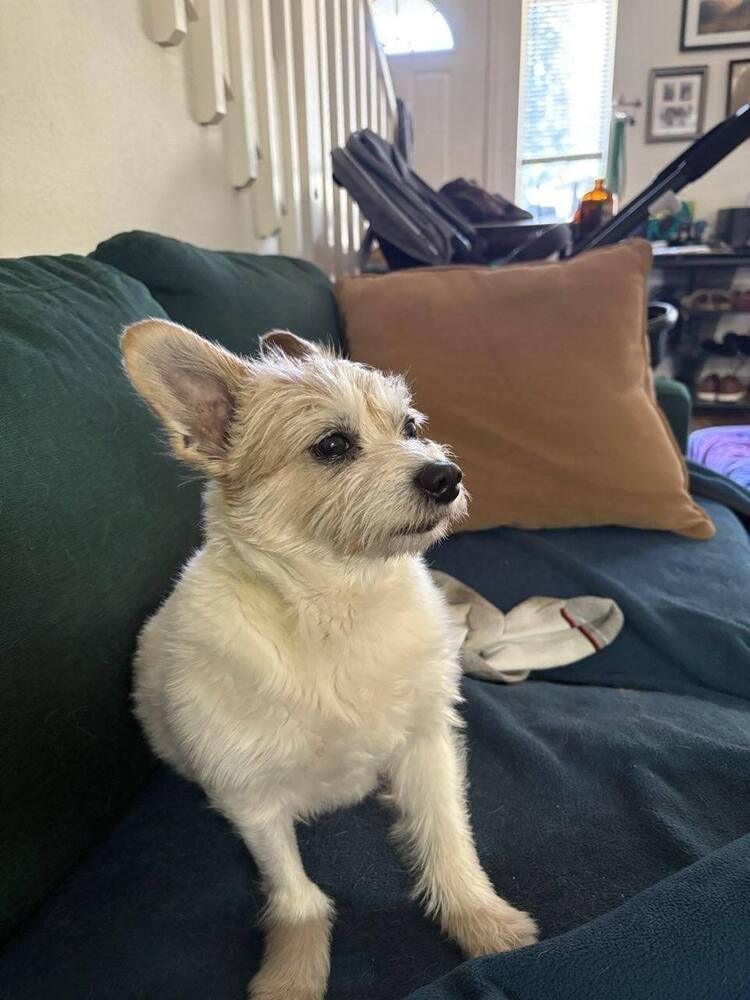 Enlarge Nigel, a Adoptable mixed breed in Santa Rosa, CA image 3/4