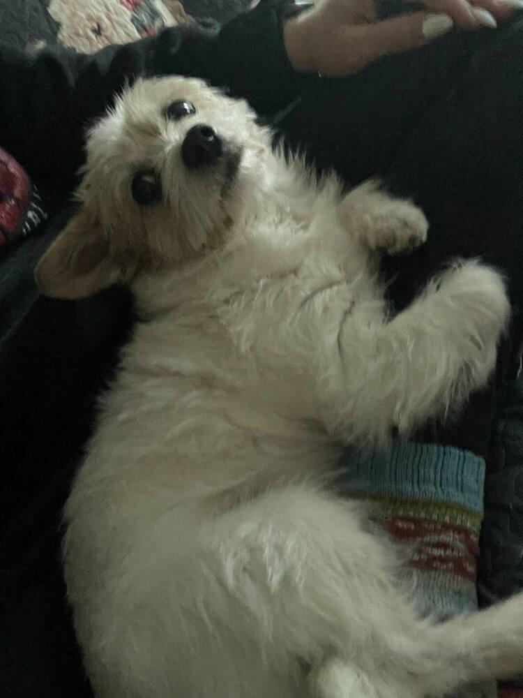 Enlarge Nigel, a Adoptable mixed breed in Santa Rosa, CA image 4/4