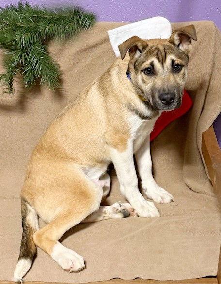 **LOGAN**, Adoptable, Puppy Male Shepherd.