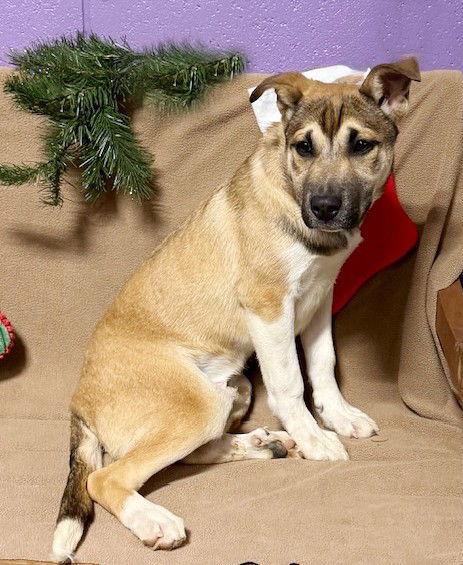 Enlarge **LOGAN**, a Adoptable Shepherd in North Prairie, WI image 2/2