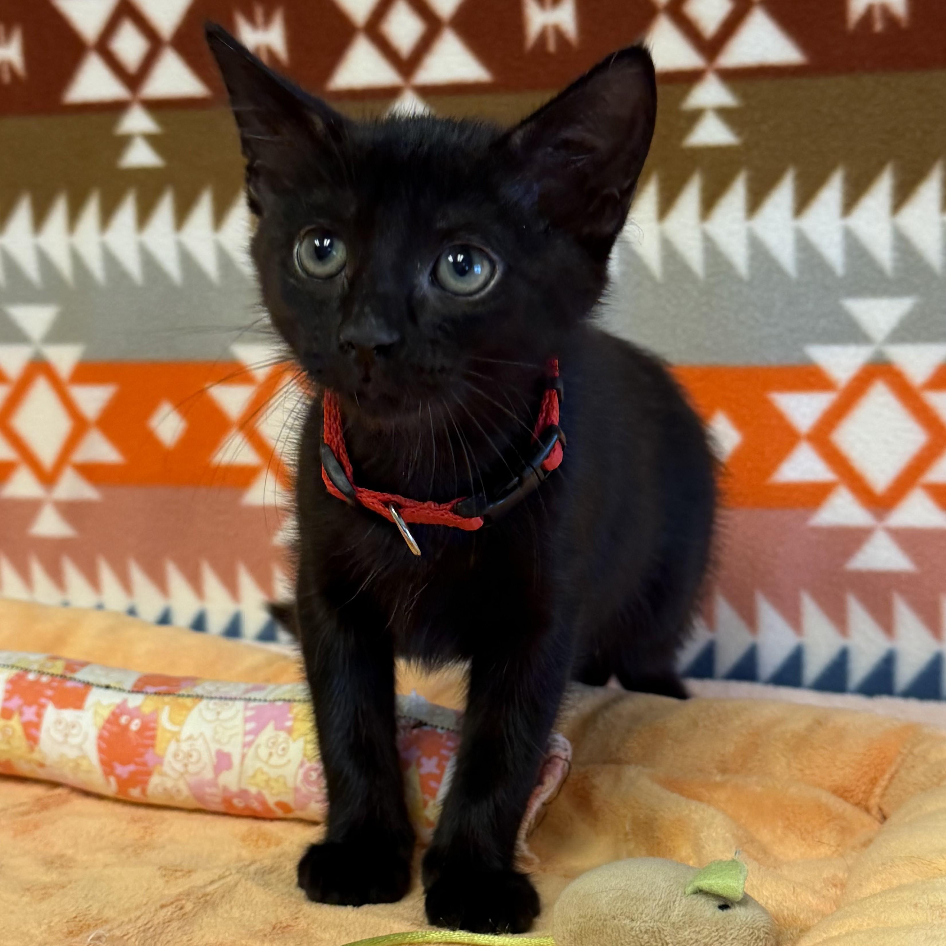 Enlarge Belle, a Adopted mixed breed in ALPINE, TX image 6/6