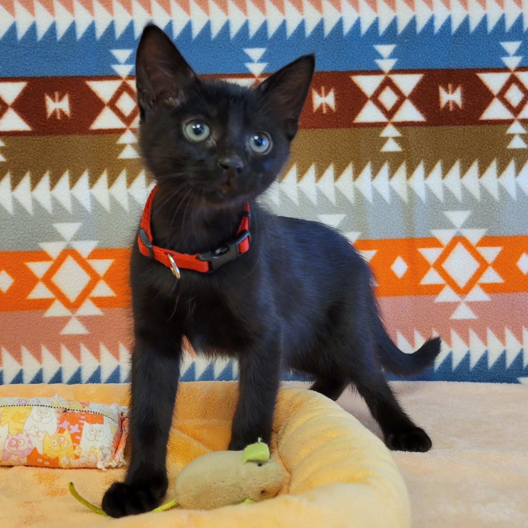 Enlarge Belle, a Adopted mixed breed in ALPINE, TX image 4/6
